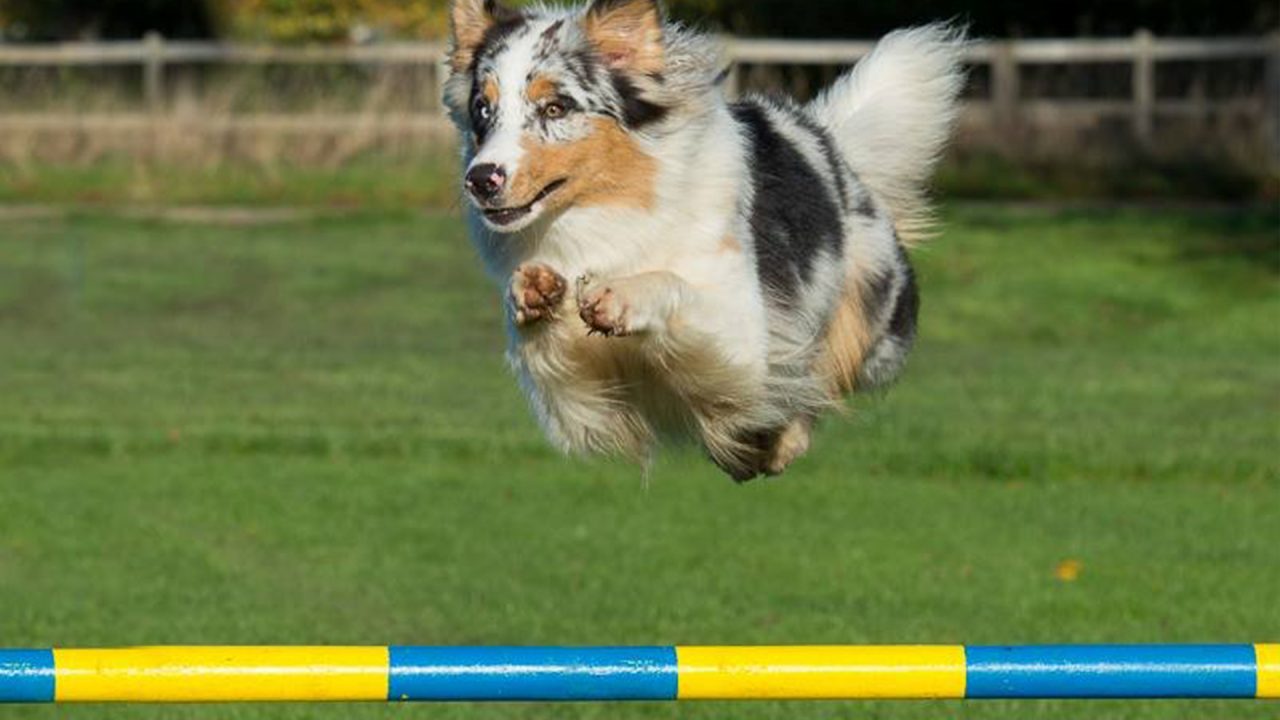 Fun Activities Leaps and bounds school for hounds