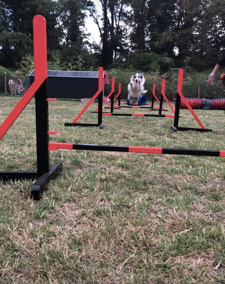 dog agility - Cambridgeshire