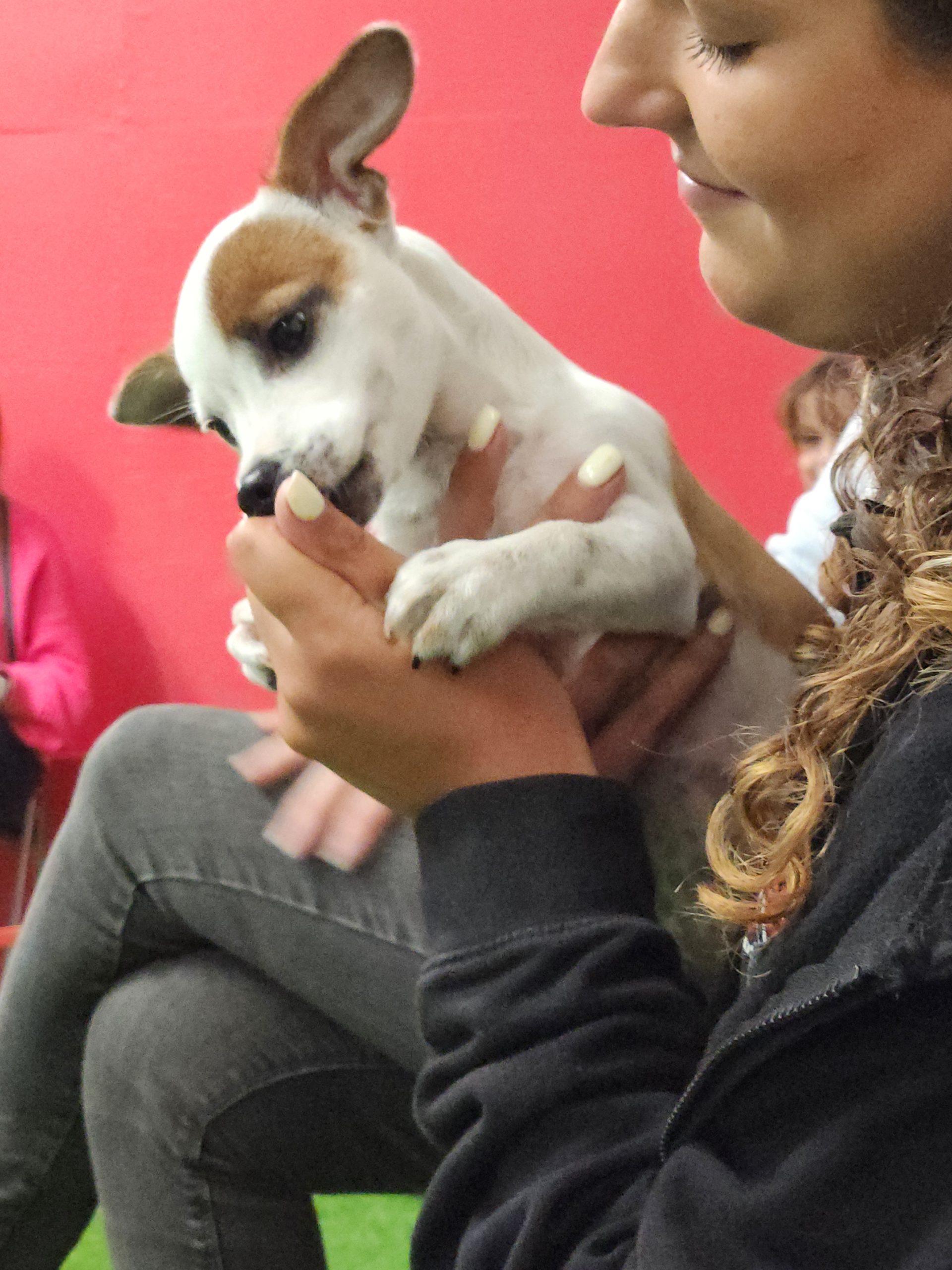 dog training classes cambridge