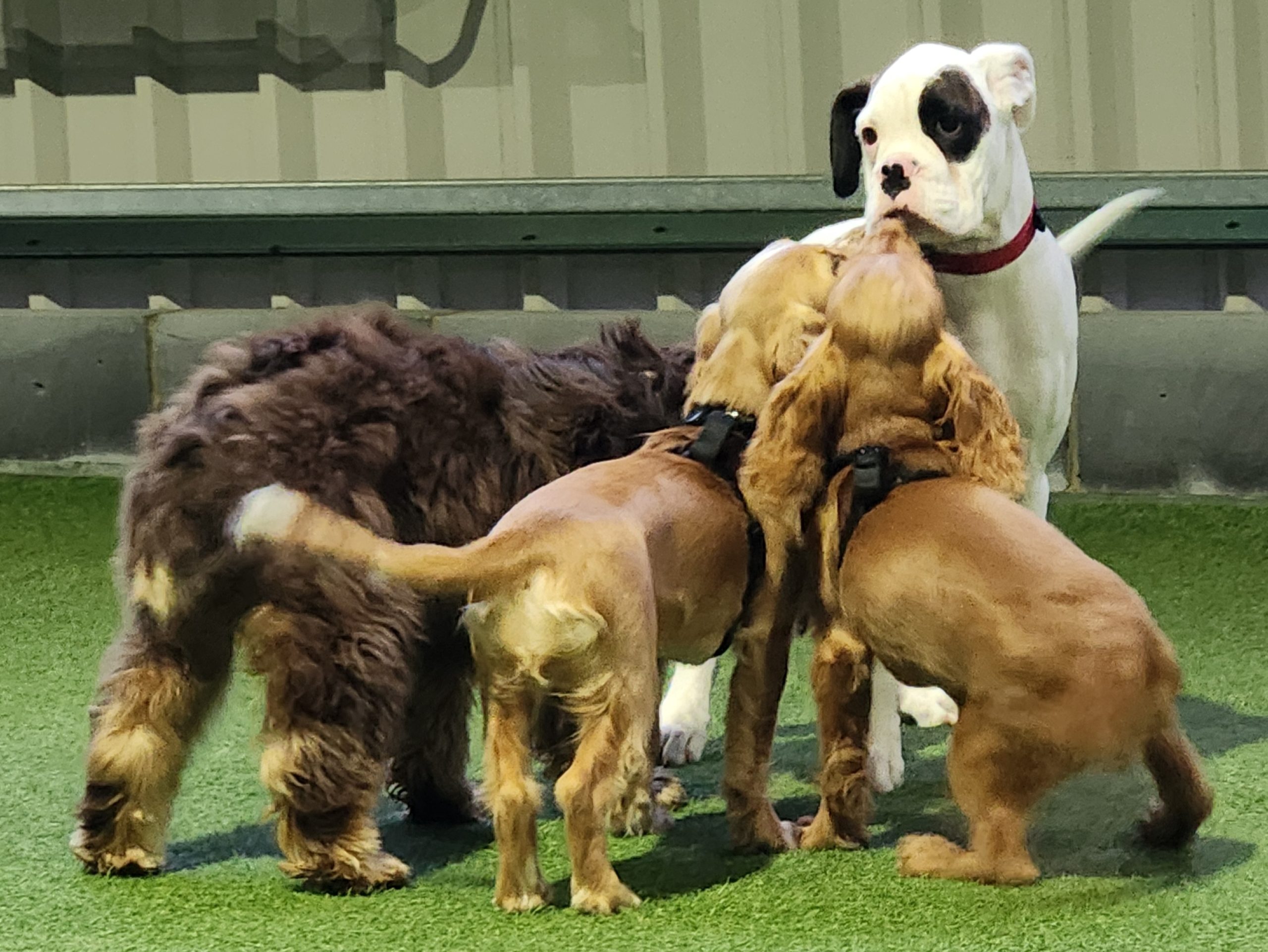 puppy socialisation classes cambridge
