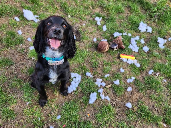 dog training classes cambridge