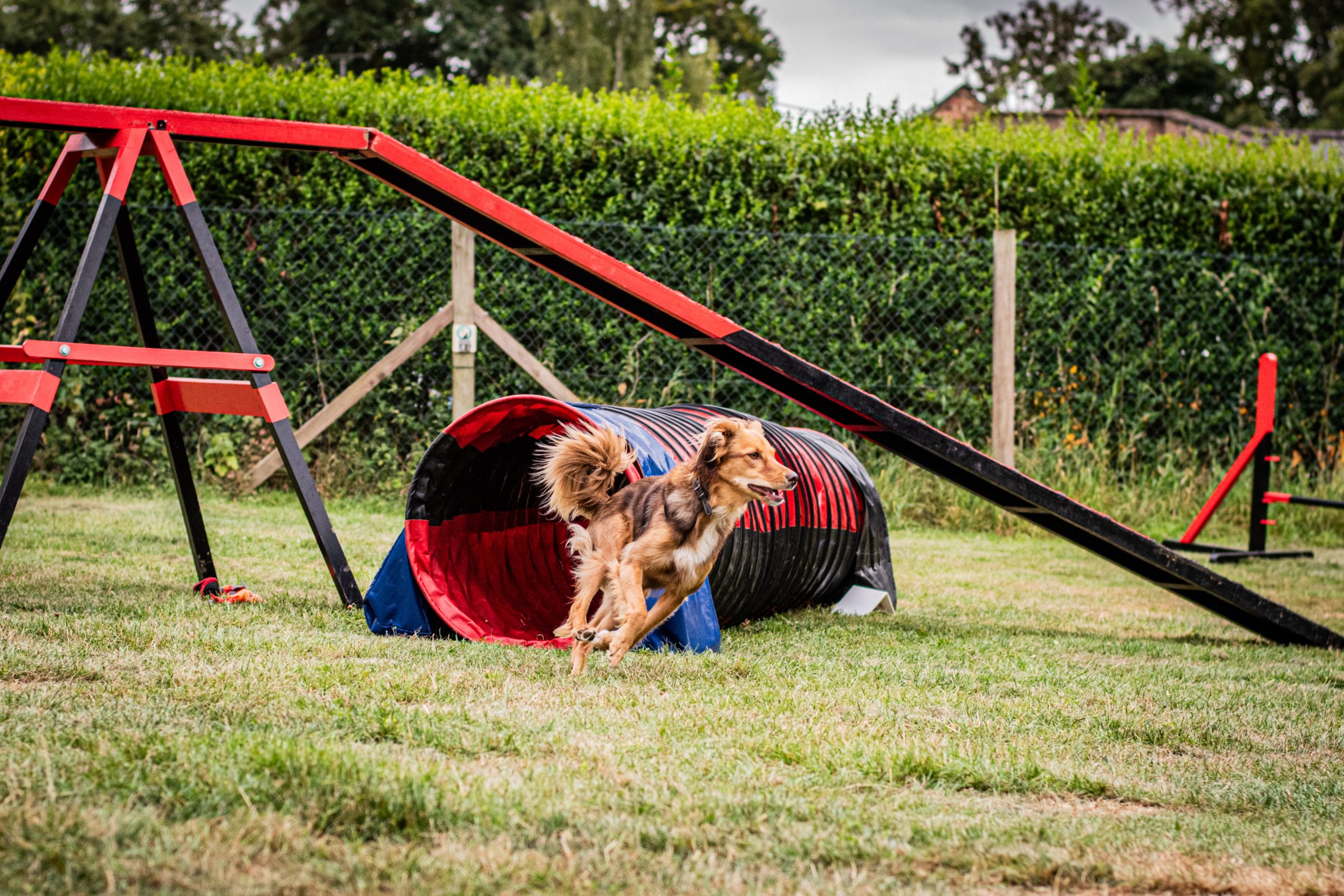 puppy socialisation classes cambridge