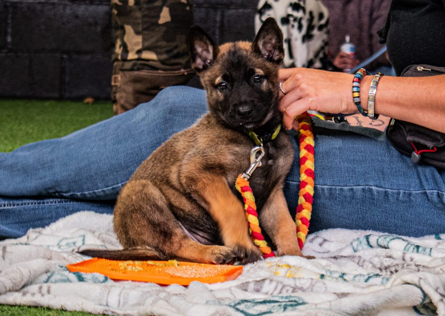 puppy socialisation classes cambridge