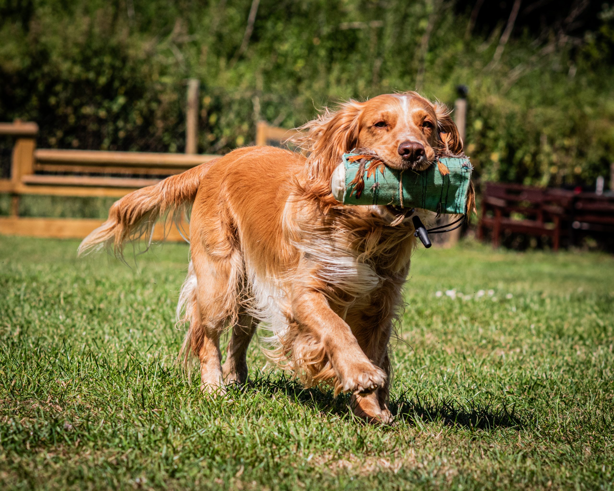 dog training classes cambridge