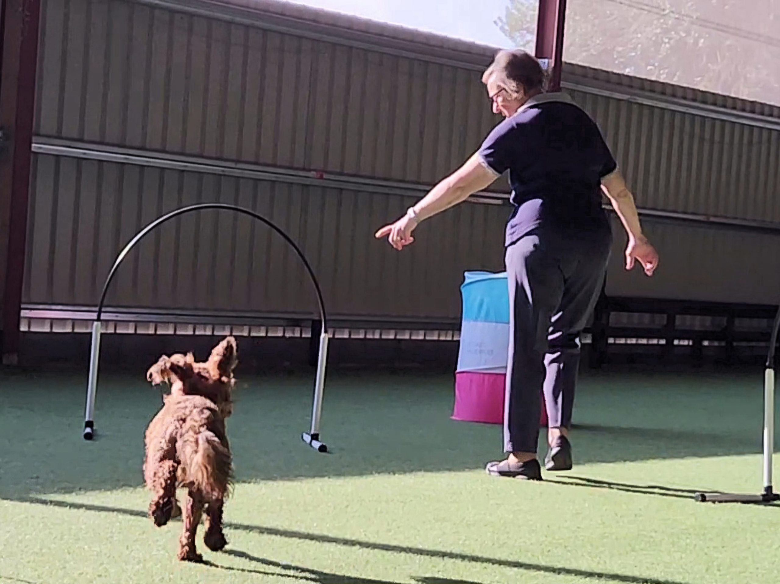 puppy socialisation classes cambridge