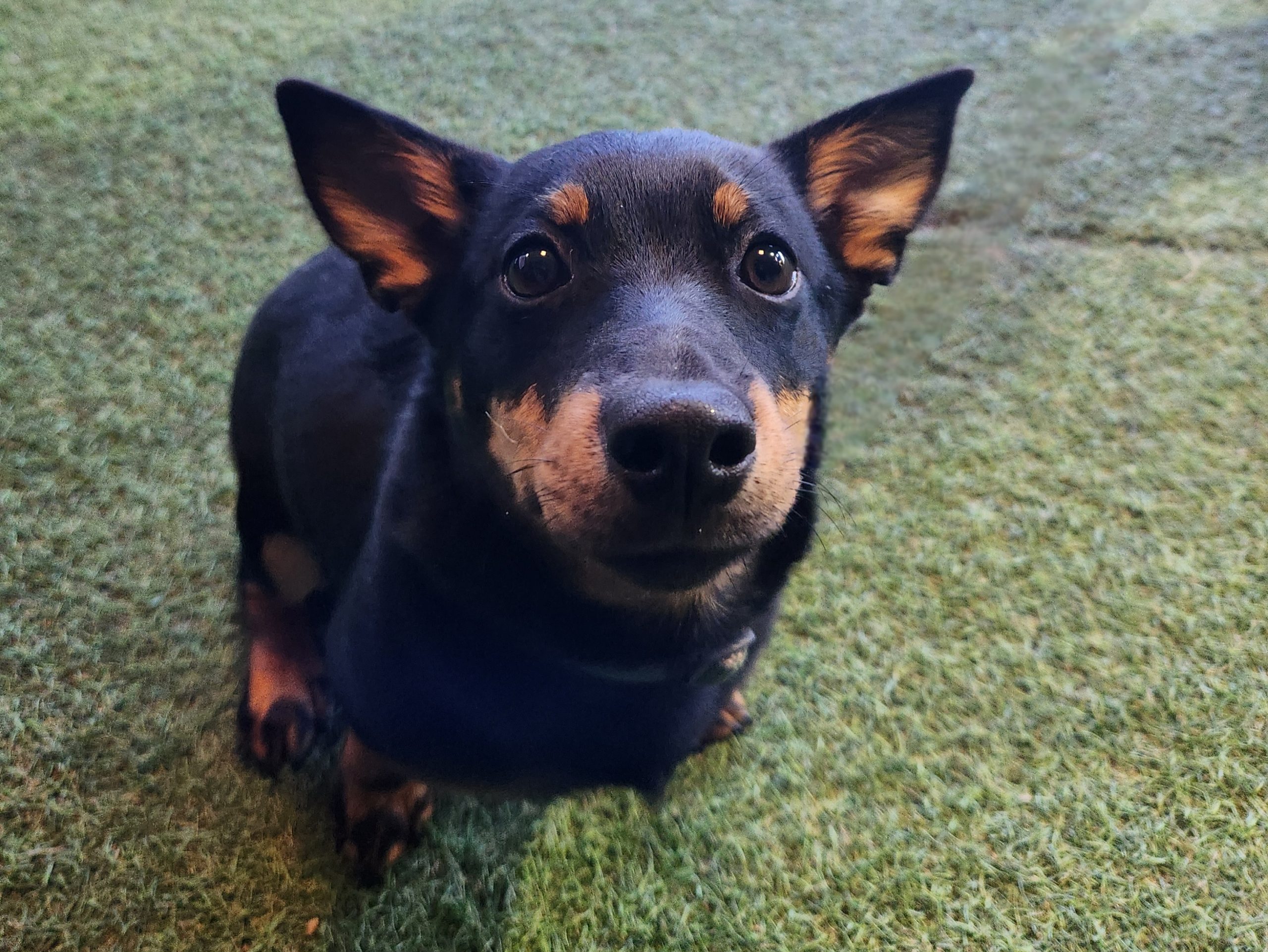 dog training classes cambridge