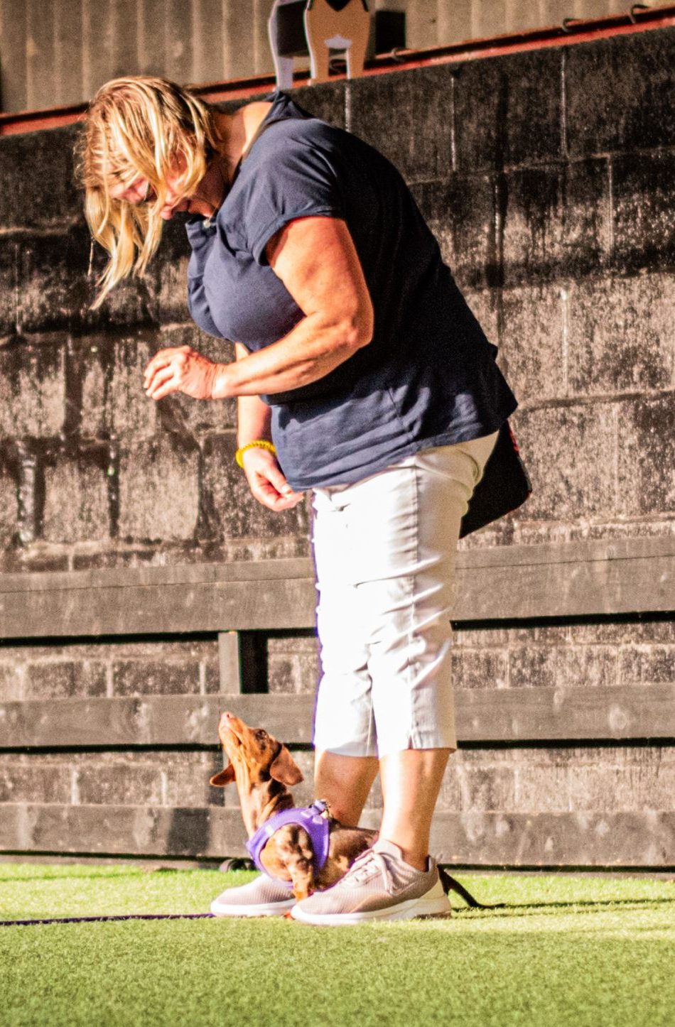 dog training classes cambridge