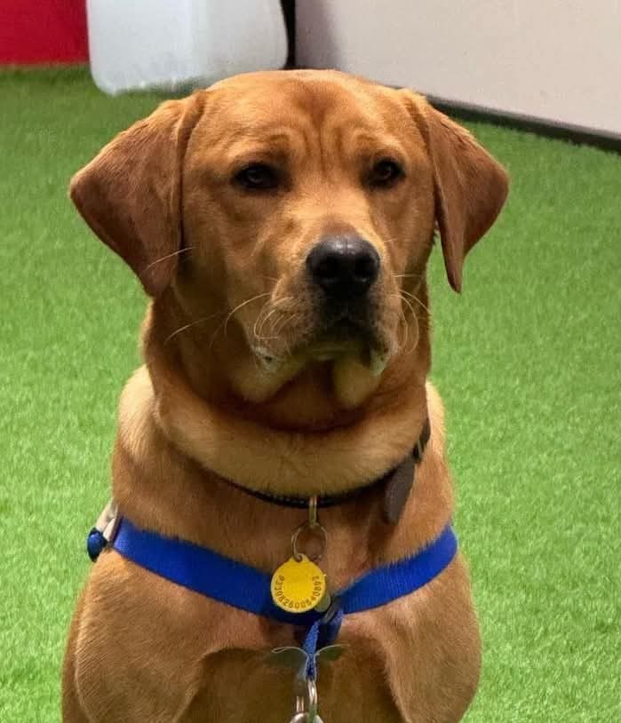 dog training classes cambridge