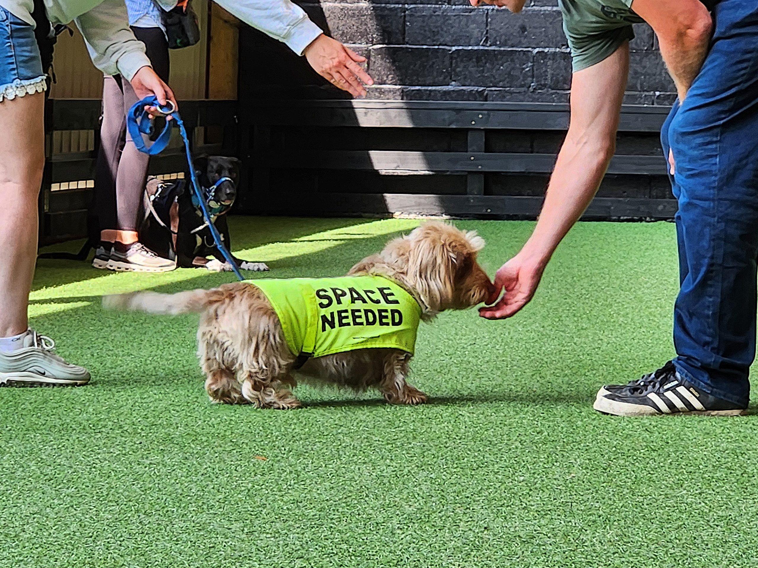 puppy socialisation classes cambridge