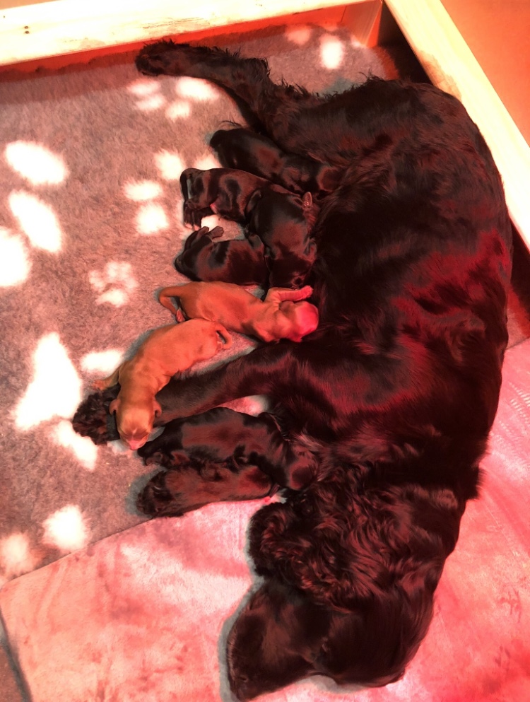 dog training classes cambridge