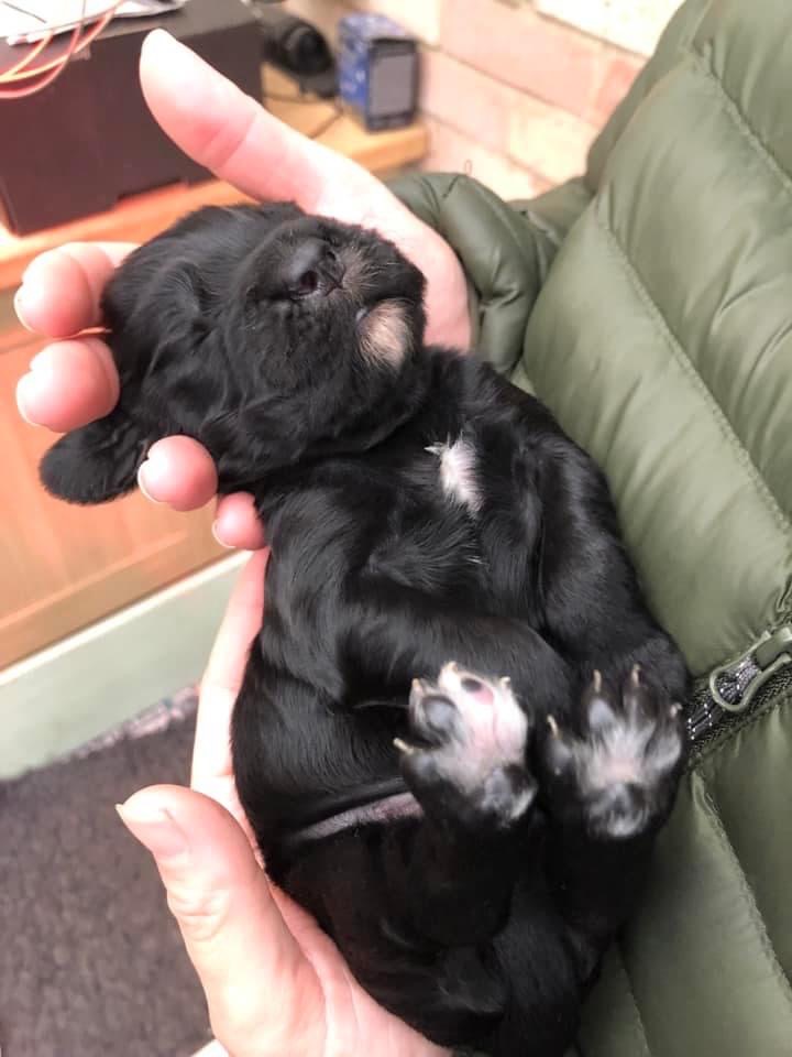 dog training classes cambridge