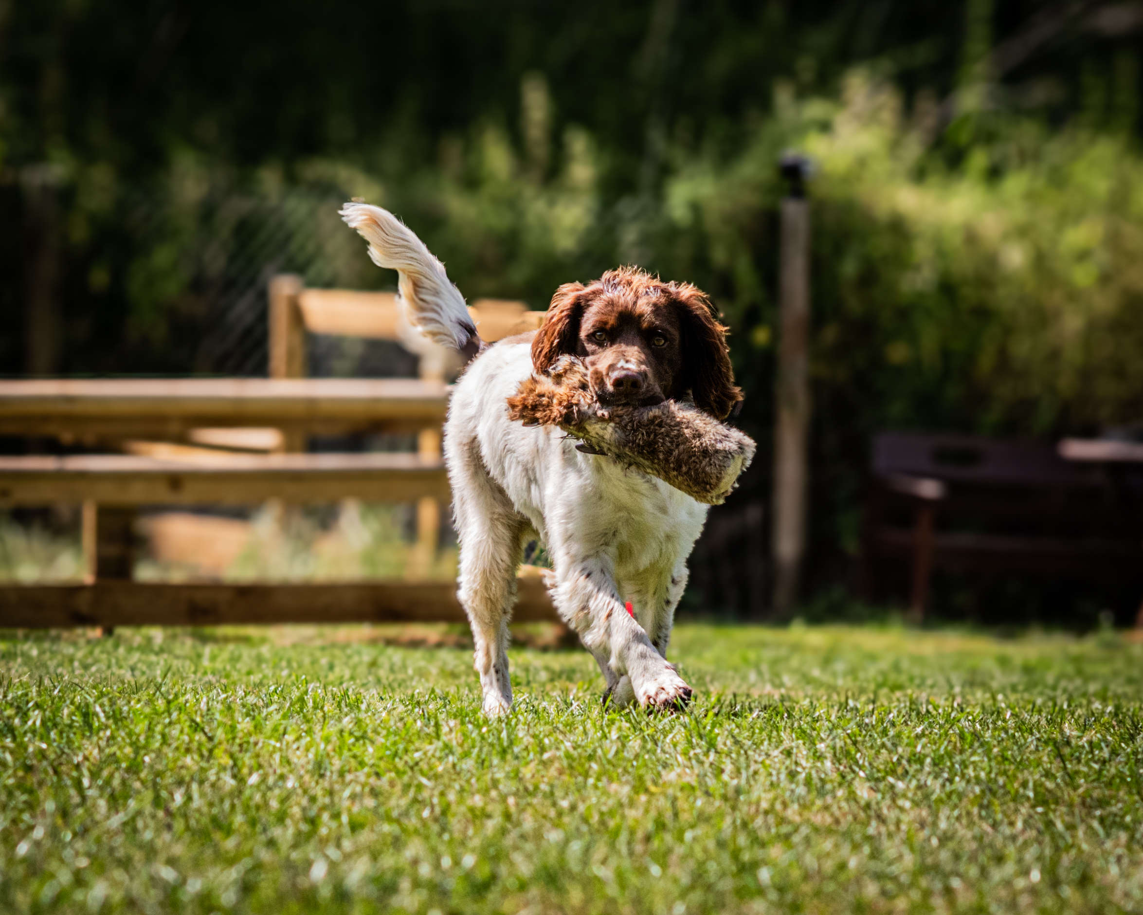 DSC_0075-4 dog training classes cambridge